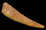 Fossil Pterosaur (Siroccopteryx) Tooth - Morocco #127689-1
